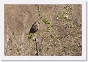 07IntoNgorongoro - 025 * Brown Snake-Eagle.